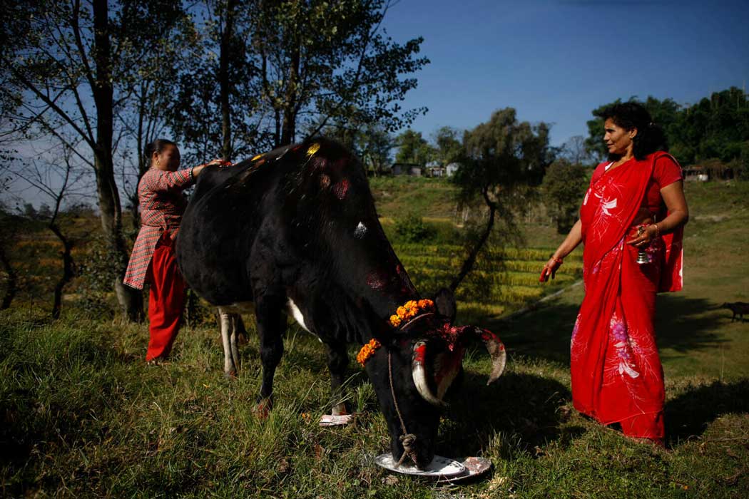 Gai Tihar: Cow Worshipping Festival In Nepal