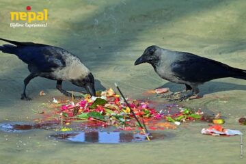 Kaag Tihar, Crow Worshipping Festival in Nepal