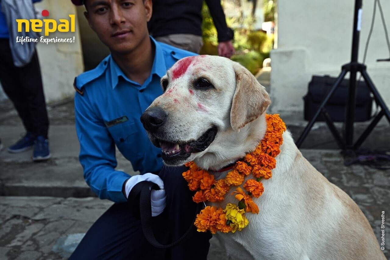 Kukur Tihar, Dog Worshipping Festival In Nepal