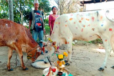 Nepali Couple Worshipping Cow And Ox In Nepal during Tihar Festival