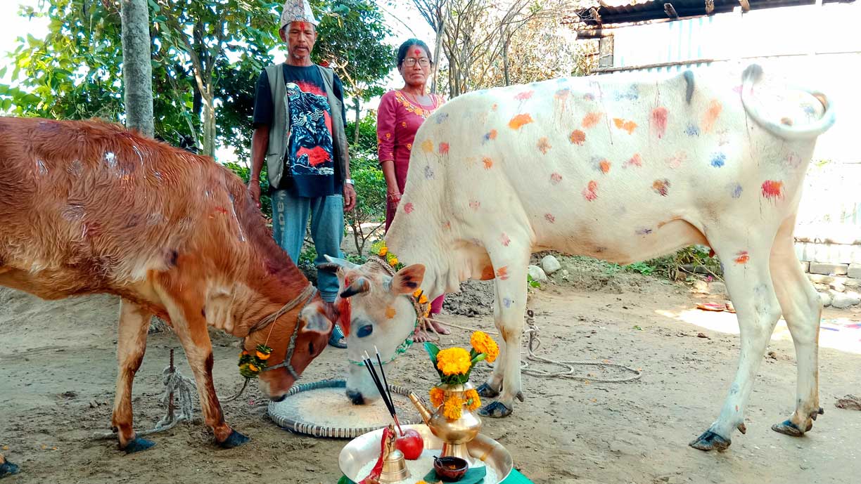 Nepali Couple Worshipping Cow And Ox In Nepal during Tihar Festival